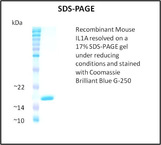 Mouse IL1A / IL-1 Alpha Protein (Recombinant)