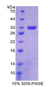 Mouse SIRT3 / Sirtuin 3 Protein (Recombinant His-T7)