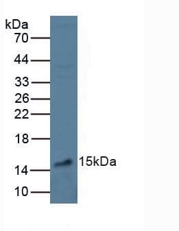 VEGFA / VEGF Antibody (aa28-191)