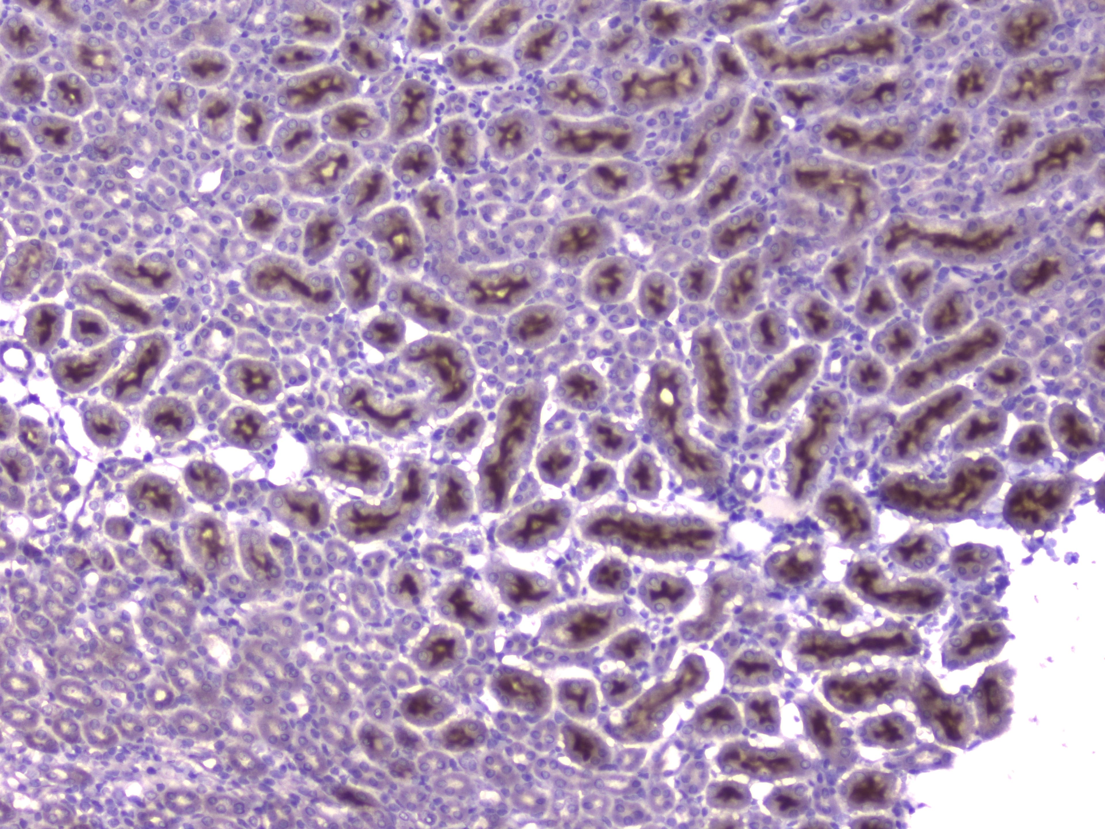 CCL8 / MCP2 Antibody