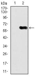 CAMK4 / CaMK IV Antibody (clone 8C5B8)