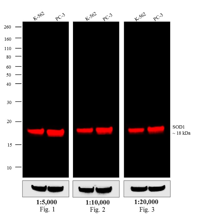 Goat Anti-Mouse IgG Secondary Antibody (DY680)