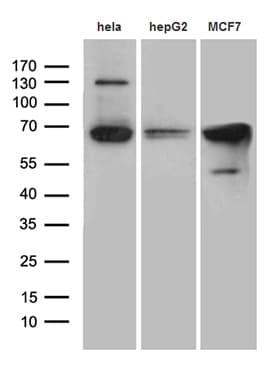 Monoclonal Mouse anti-Human FUBP3 Antibody (clone OTI4D8, aa2-572, WB)