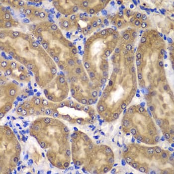 NME2 Antibody