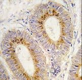 MARS2 Antibody (aa564-593)