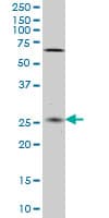 CNO Antibody (clone 6C3)