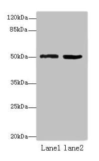 ZBTB32 / TZFP Antibody (aa1-294)
