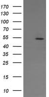ERG Antibody (clone OTI5D10)