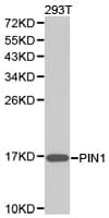 PIN1 Antibody