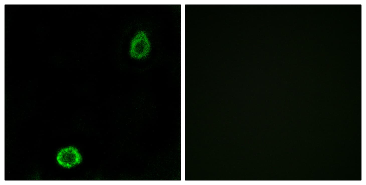 Polyclonal Rabbit anti-Human ABCA13 Antibody (aa2251-2300, IF)