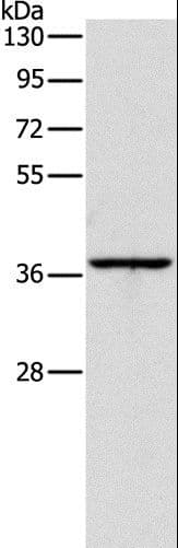 IHC-plus™ APOL2 / Apolipoprotein L 2 Antibody