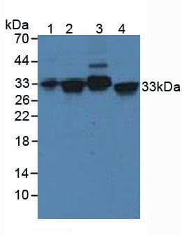 STX2 / Syntaxin 2 Antibody (aa8-262, APC)