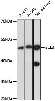 BCL3 / BCL-3 Antibody