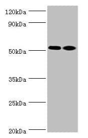ANXA7 / Annexin VII / SNX Antibody (aa259-488)