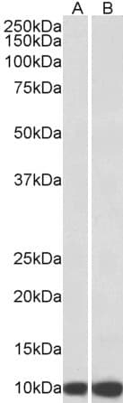 IHC-plus™ HSPE1 / HSP10 / Chaperonin 10 Antibody