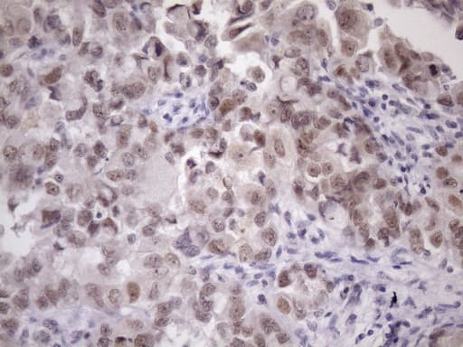 ZC3H8 Antibody (clone OTI4H5)