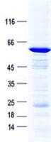 Human PITX3 Protein (Recombinant GST, N-terminus + His, C-terminus)