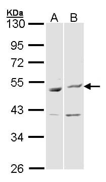 BAG5 Antibody (aa1-195)