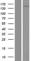 LAF4 / AFF3 Protein (Over-Expression Lysate Myc-DDK (Flag))