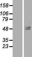 TMEM143 Protein (Over-Expression Lysate Myc-DDK (Flag))