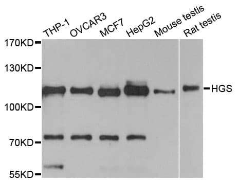 HRS / HGS Antibody