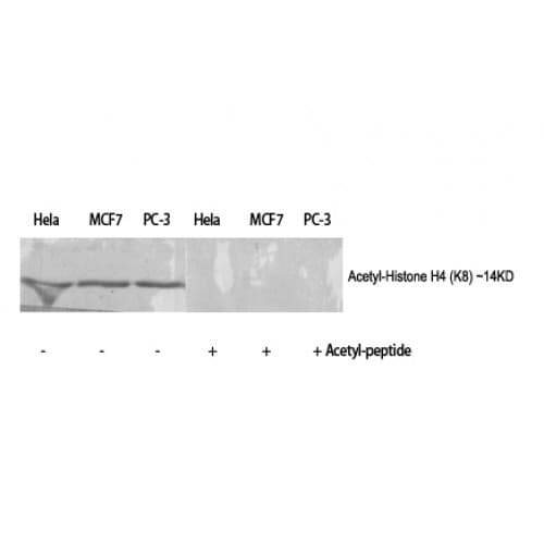 Histone H4 Antibody (1-80 aa)