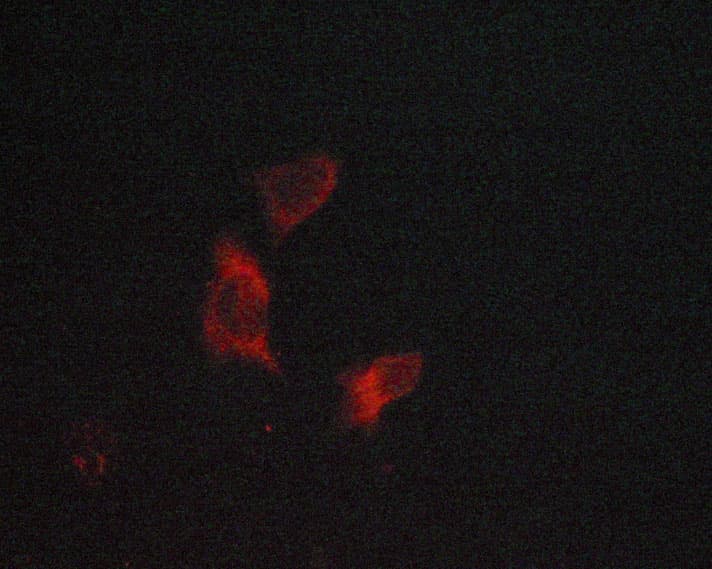 CASP3 / Caspase 3 Antibody