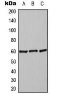 ADRA2C Antibody (C-Terminus)