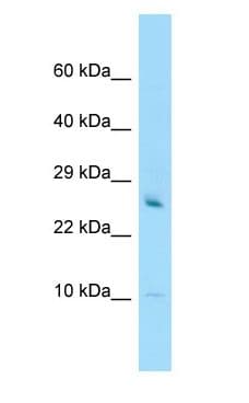 GATC Antibody (aa9-58)