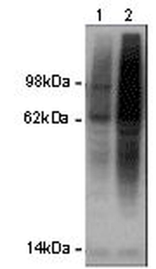 Ubiquitin Antibody (clone eBioP4D1 (P4D1), Biotin)