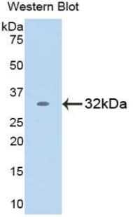 RELB Antibody (aa248-492)