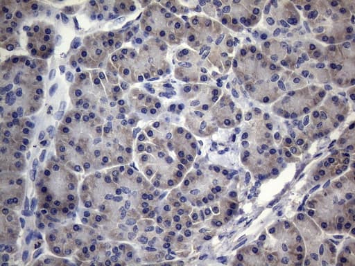 MRPL42 / MRPS32 Antibody (clone OTI1A4, Carrier-free)