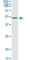 CD86 Antibody (clone 3D7)