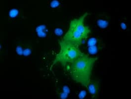 RBBP9 Antibody (clone OTI4E1, Carrier-free)