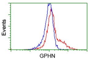 Monoclonal Mouse anti-Human Gephyrin Antibody (clone OTI3B6, IHC, IF, WB)