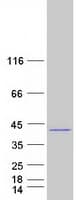 Human STX16 / Syntaxin 16 Protein (Recombinant Myc-DDK (Flag))