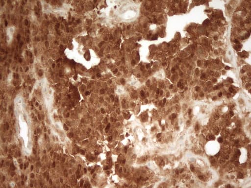 PRMT5 Antibody (aa238-499, clone OTI2C12)