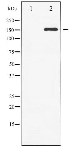 c-Met Antibody (phospho-Tyr1003)