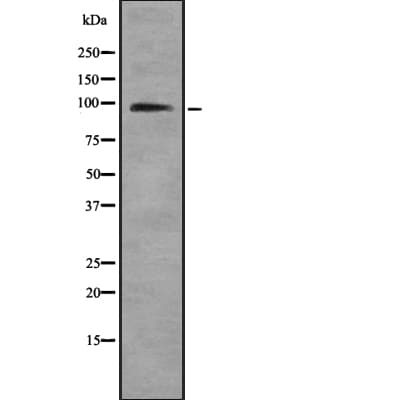 Polyclonal Rabbit anti-Human HNRNPUL1 Antibody (IF, WB)