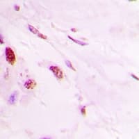 Polyclonal Rabbit anti-Human HIST3H3 Antibody (IHC, IF, WB)