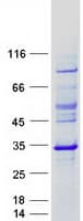 Human TAF11 Protein (Recombinant Myc-DDK (Flag))