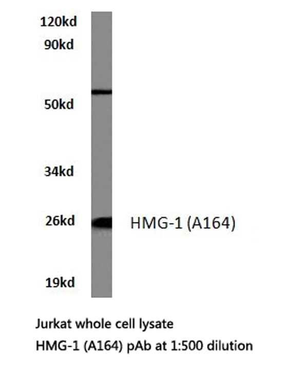 HMG1 / HMGB1 Antibody (Ala164)