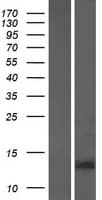 GAGE2B Protein (Over-Expression Lysate Myc-DDK (Flag))