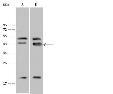 GATA4 Antibody