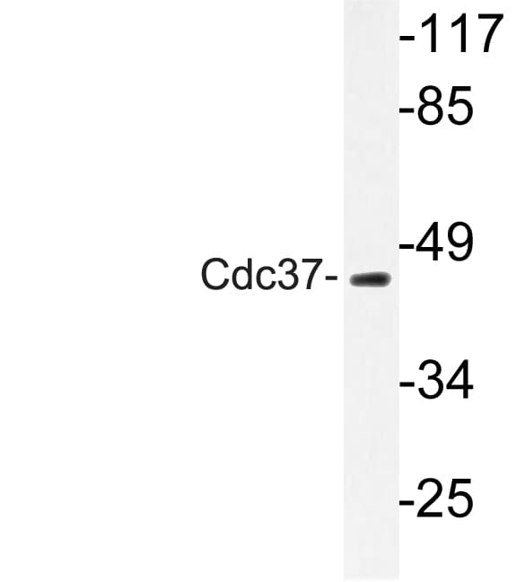 CDC37 Antibody (His9)
