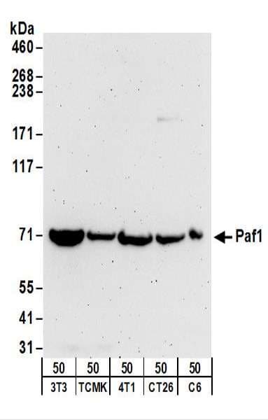 IHC-plus™ PD2 / PAF1 Antibody (aa75-125)