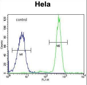 Polyclonal Rabbit anti-Human POLR3H Antibody (aa5-33, WB)