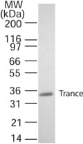 Monoclonal Mouse anti-Mouse TNFSF11 / RANKL / TRANCE Antibody (clone 12A668, aa1-317, IHC, WB)