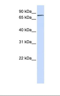 FERMT1 / Kindlin Antibody (N-Terminus)