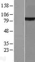XRCC5 / Ku80 Protein (Over-Expression Lysate Myc-DDK (Flag))